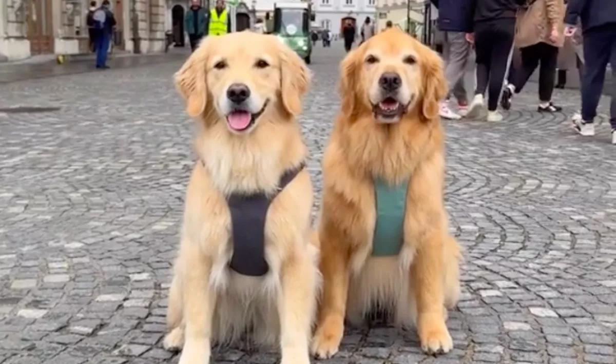Fotókat készít a golden retrievereiről a férfi a belvárosban: a járókelők álla leesik - Videó