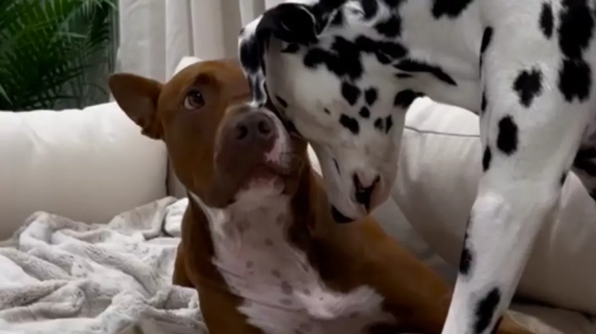 Ideges a pitbull a dalmata miatt: a reakciója mindenkit meglep - Videó