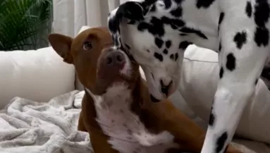 Ideges a pitbull a dalmata miatt: a reakciója mindenkit meglep - Videó