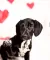 goldendax, dalmata, golden retriever, Kölykök, 