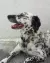 goldendax, dalmata, golden retriever, Kölykök, 