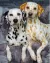 goldendax, dalmata, golden retriever, Kölykök, 