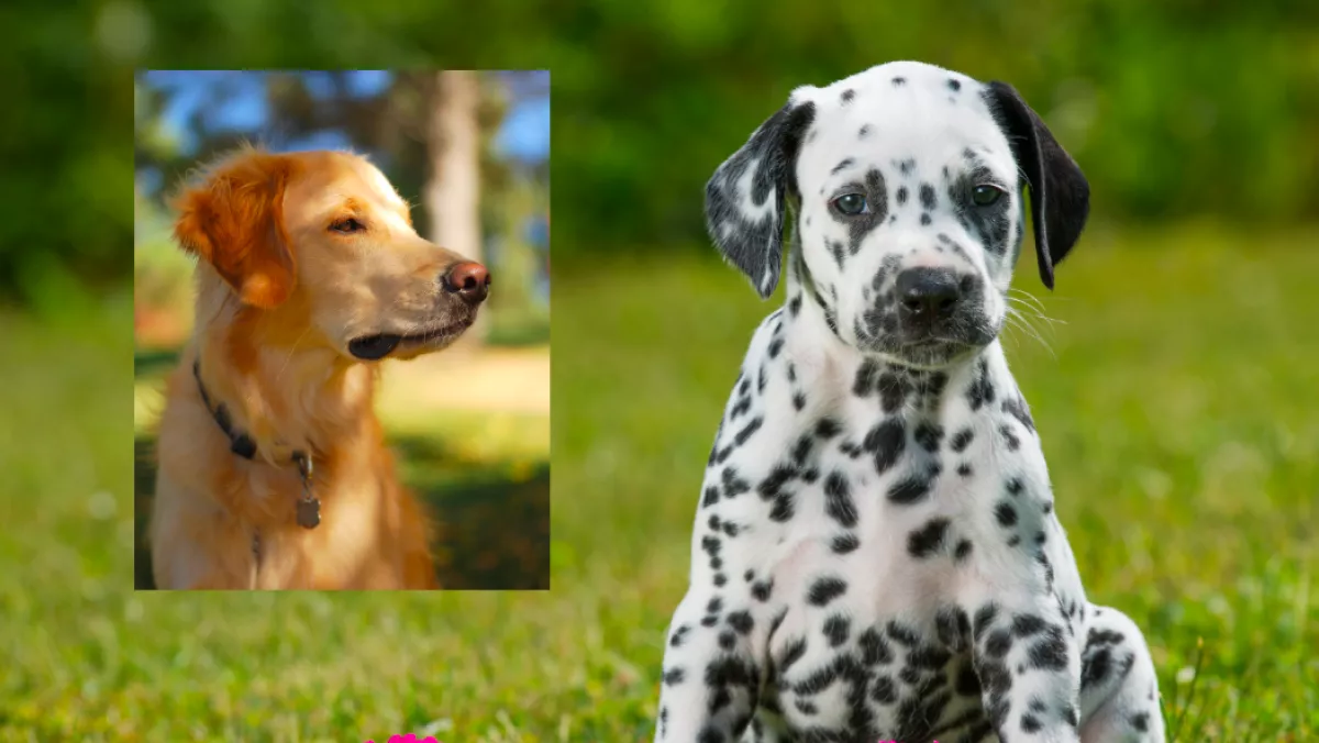 Golden retriever és dalmata a szülők: hihetetlen kölyök születtek - Fotók