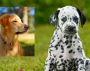 Golden retriever és dalmata a szülők: hihetetlen kölyök születtek - Fotók
