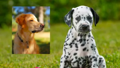 Golden retriever és dalmata a szülők: hihetetlen kölyök születtek - Fotók
