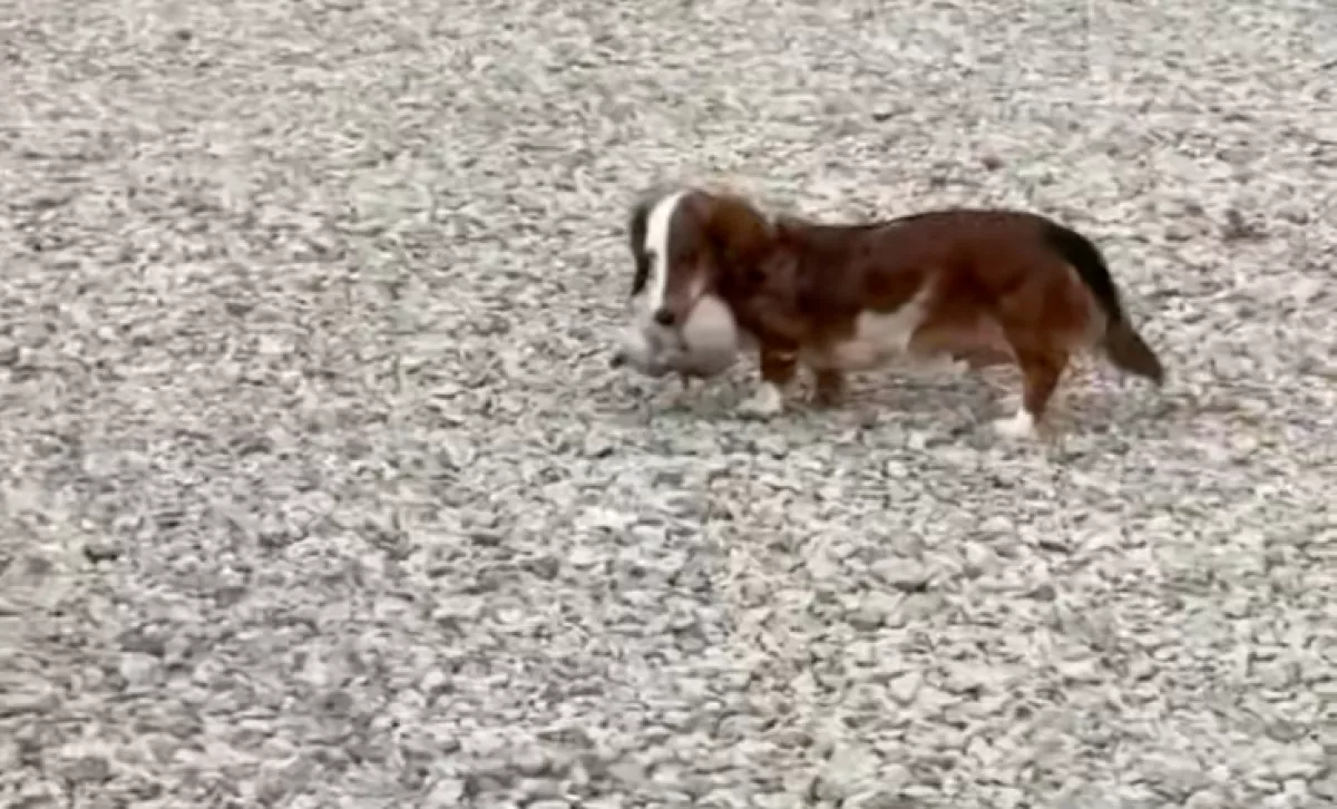 Szájában a kiscicával menekül a tacskó: az ok milliók szívét olvasztja meg - Videó