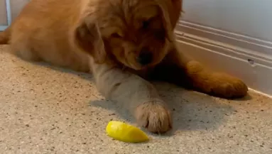 Először kóstol citromot a kölyök golden retriever: a reakcióján milliók nevetnek - Videó