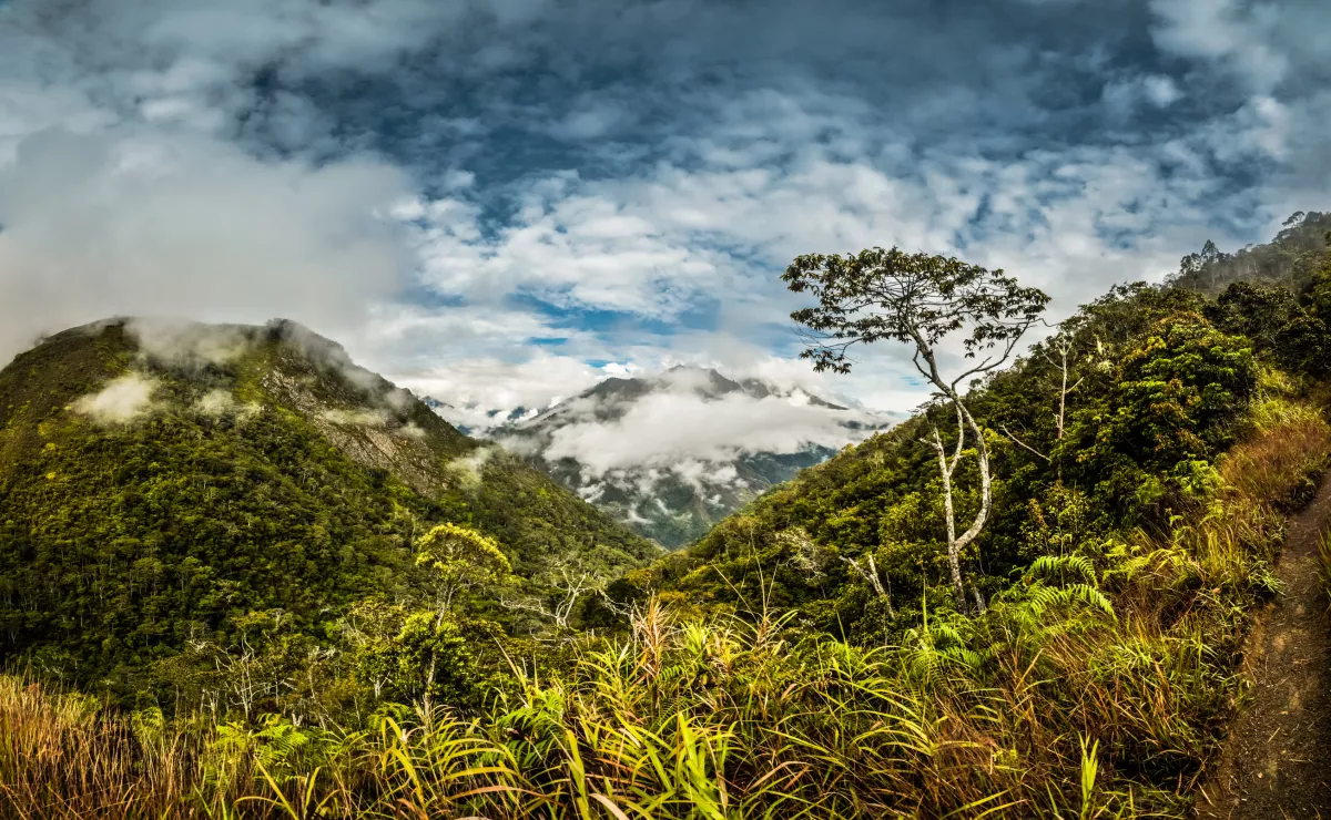Közel egy méteres: brutális patkányfajt fedezett fel egy kutató - Fotók