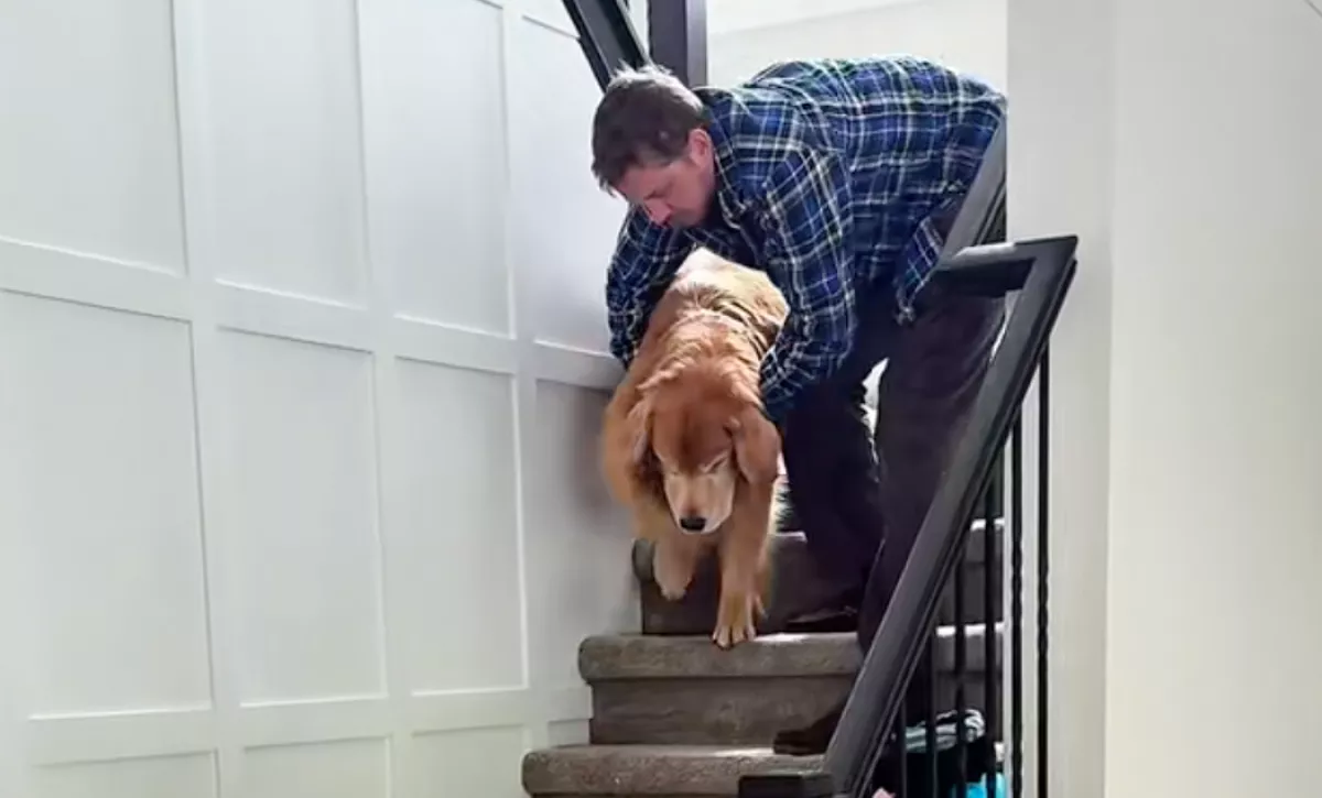 Furcsán viselkedik a golden retriever, az orvos is tanácstalan - a gazdi aztán rájön az okára - Videó