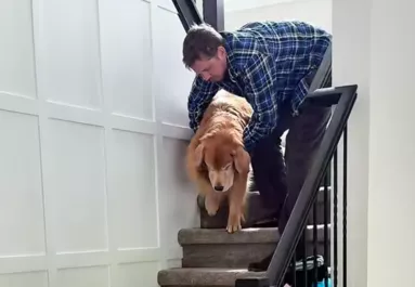 Furcsán viselkedik a golden retriever, az orvos is tanácstalan - a gazdi aztán rájön az okára - Videó