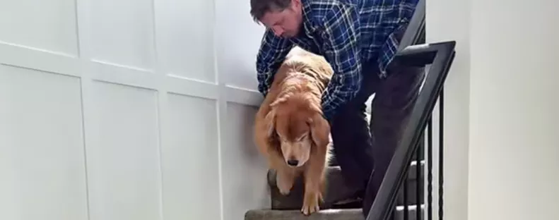 Furcsán viselkedik a golden retriever, az orvos is tanácstalan - a gazdi aztán rájön az okára - Videó