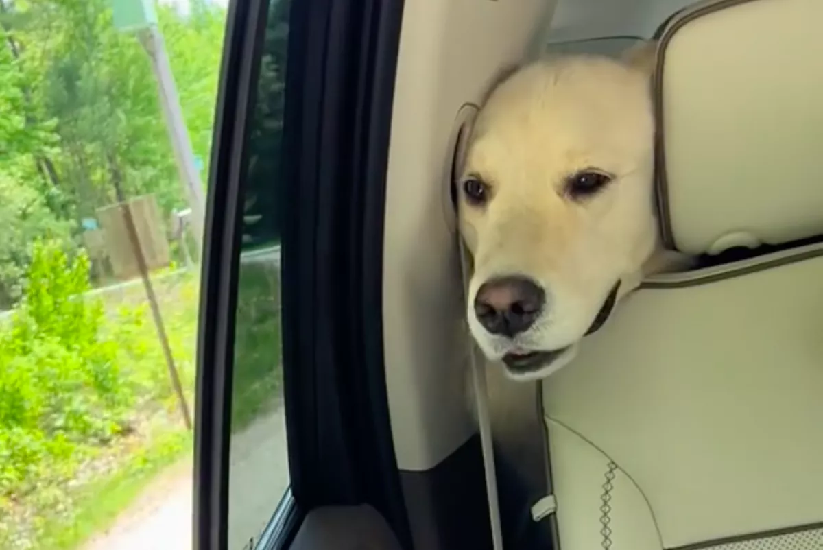 A kocsiban videózta a golden retrievert: 90 másodperccel később a kutya halott volt - Videó