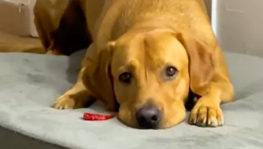 Megnyalja a labrador a chilit: a reakcióján (majdnem) mindenki nevet - Videó