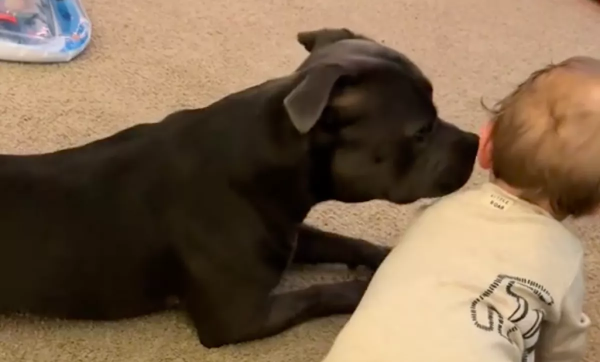 Mászni tanul a baba: amit a staffordshire terrier tesz, megolvasztja az anya szívét - Videó