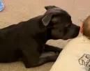 Mászni tanul a baba: amit a staffordshire terrier tesz, megolvasztja az anya szívét - Videó