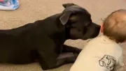 Mászni tanul a baba: amit a staffordshire terrier tesz, megolvasztja az anya szívét - Videó