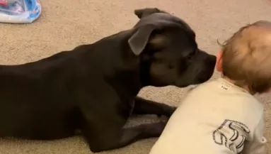 Mászni tanul a baba: amit a staffordshire terrier tesz, megolvasztja az anya szívét - Videó