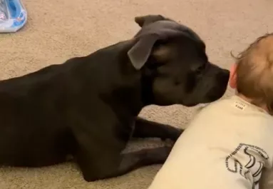 Mászni tanul a baba: amit a staffordshire terrier tesz, megolvasztja az anya szívét - Videó