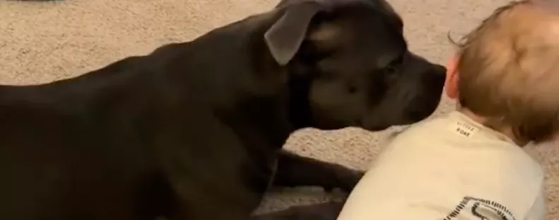 Mászni tanul a baba: amit a staffordshire terrier tesz, megolvasztja az anya szívét - Videó