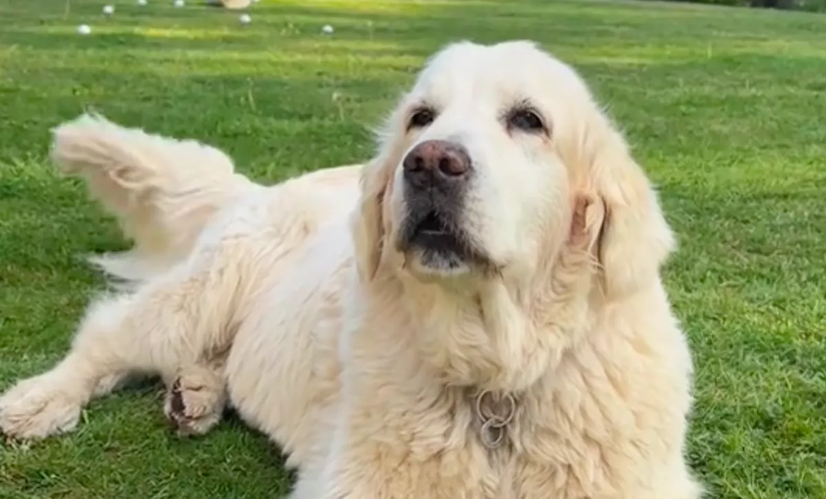 Rájön az öreg golden retriever, hogy tud ugatni: ami ezután történik, milliókat nevettet meg - Videó