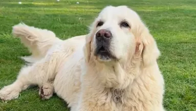 Rájön az öreg golden retriever, hogy tud ugatni: ami ezután történik, milliókat nevettet meg - Videó