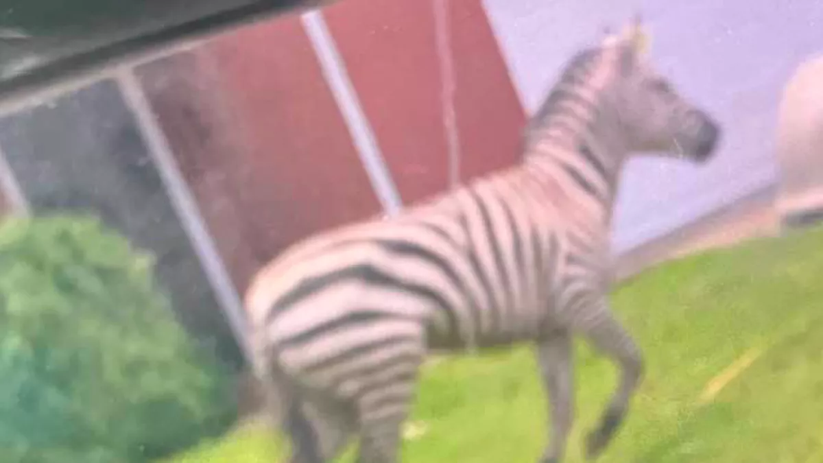 A rendőrség is posztolta: elszökött egy háziállatként tartott zebra - Fotó