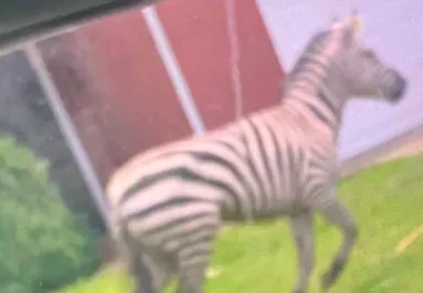 A rendőrség is posztolta: elszökött egy háziállatként tartott zebra - Fotó