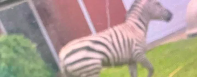 A rendőrség is posztolta: elszökött egy háziállatként tartott zebra - Fotó