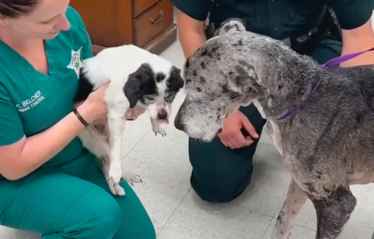 A gazdi szerint válogatósak a kutyái: ami ezután kiderült, szívszorító - Videó