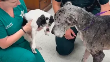 A gazdi szerint válogatósak a kutyái: ami ezután kiderült, szívszorító - Videó