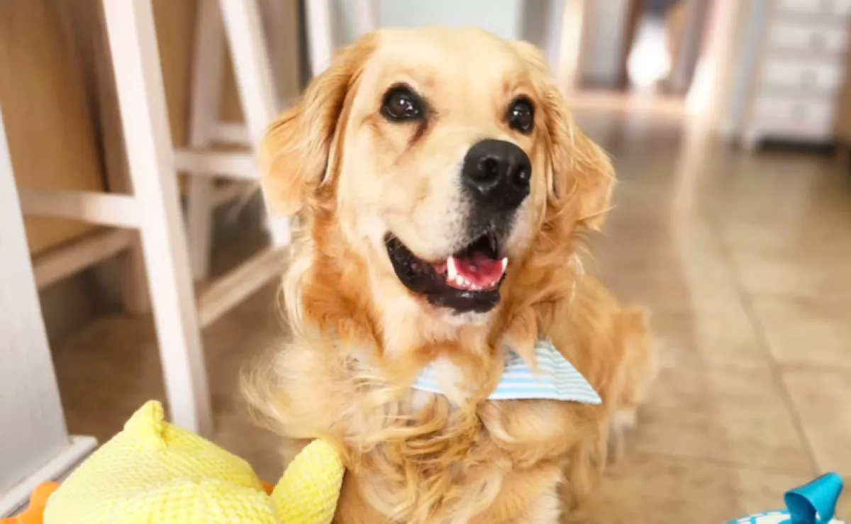 Kis időre hagyta a kertben a nő a golden retrievert: hamar rájött a hibájára - Videó