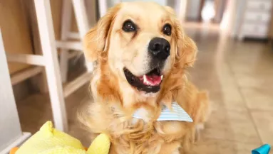 Kis időre hagyta a kertben a nő a golden retrievert: hamar rájött a hibájára - Videó