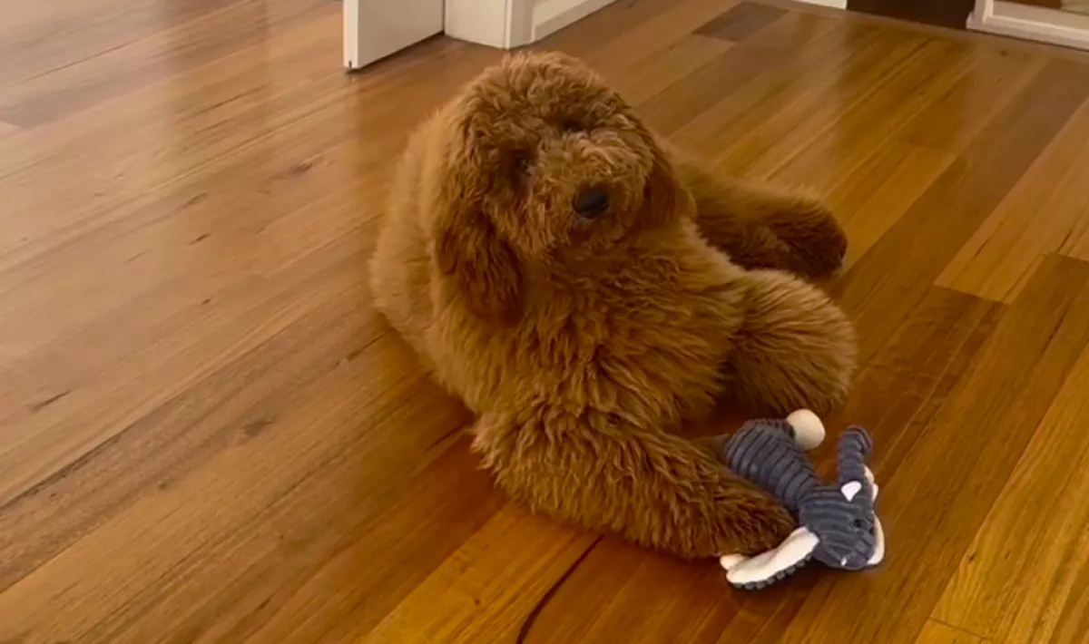 Kozmetikába viszi a kutyáját a gazdi: amikor újra meglátja, sokkot kap - Videó