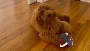 Kozmetikába viszi a kutyáját a gazdi: amikor újra meglátja, sokkot kap - Videó