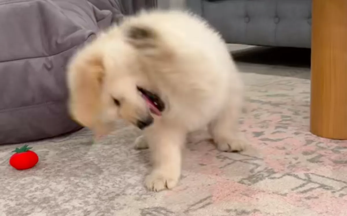 Mint egy őrült, játszik a kis golden retriever: de egy részlet nevetőgörcsöt okoz a világban - Videó