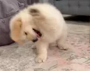 Mint egy őrült, játszik a kis golden retriever: de egy részlet nevetőgörcsöt okoz a világban - Videó