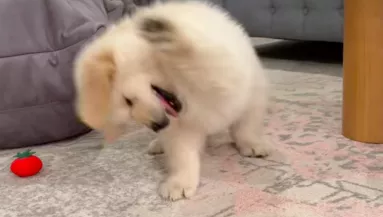 Mint egy őrült, játszik a kis golden retriever: de egy részlet nevetőgörcsöt okoz a világban - Videó