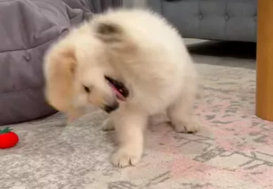 Mint egy őrült, játszik a kis golden retriever: de egy részlet nevetőgörcsöt okoz a világban - Videó
