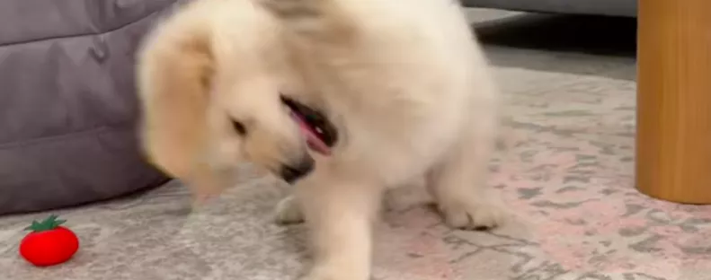 Mint egy őrült, játszik a kis golden retriever: de egy részlet nevetőgörcsöt okoz a világban - Videó