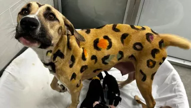 Menhelyre került egy leopárdmintás kutyamama: a megmentői hamarosan igencsak meglepődtek - Fotók
