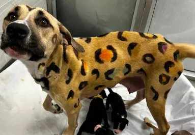 Menhelyre került egy leopárdmintás kutyamama: a megmentői hamarosan igencsak meglepődtek - Fotók