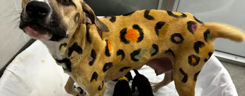 Menhelyre került egy leopárdmintás kutyamama: a megmentői hamarosan igencsak meglepődtek - Fotók