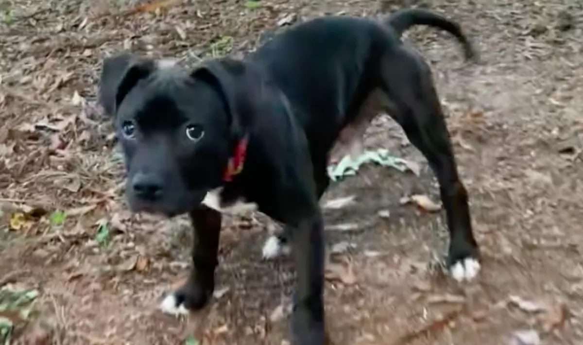 Elerednek a rokkant kutyus könnyei, amikor meglátja, hová viszik az új gazdái - Videó