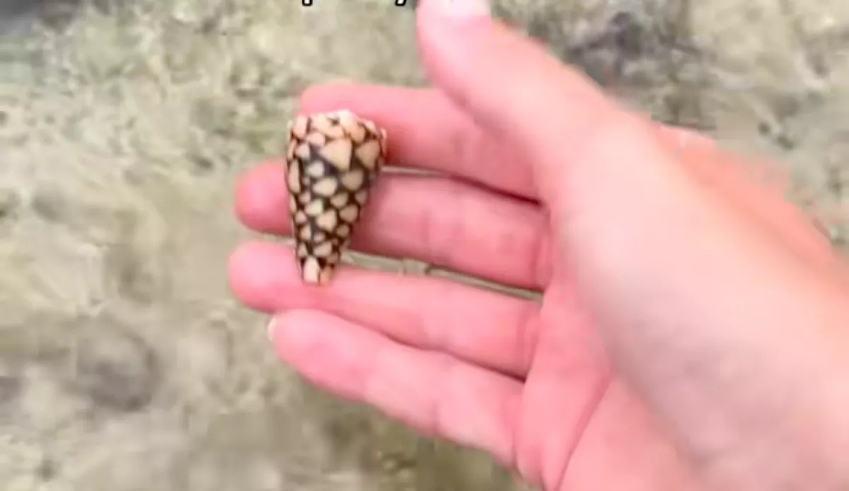 Ritka kagylót talál a nő a parton: kis híján bele is halt - Videó