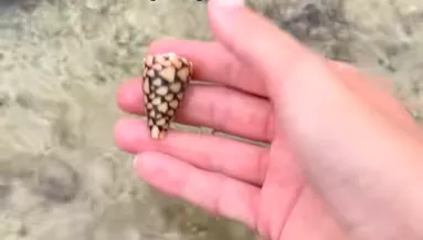 Ritka kagylót talál a nő a parton: kis híján bele is halt - Videó