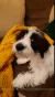 Jack Russell, tacskó, keverék, kutya, 