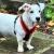 Jack Russell, tacskó, keverék, kutya, 