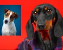 Jack Russell és tacskó a szülők: megőrül a világ ezekért a kölykökért - Fotók