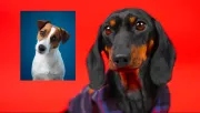 Jack Russell és tacskó a szülők: megőrül a világ ezekért a kölykökért - Fotók
