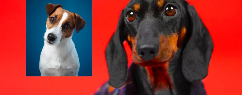 Jack Russell és tacskó a szülők: megőrül a világ ezekért a kölykökért - Fotók